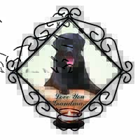 Black Labrador 