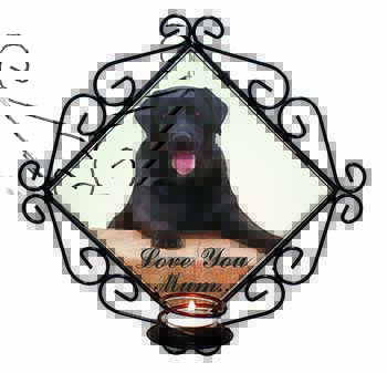 Black Labrador 