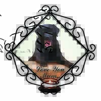 Black Labrador 