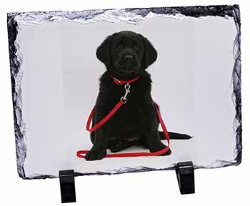 Black Goldador Dog, Stunning Photo Slate