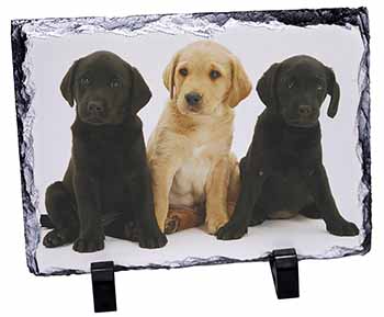 Labrador Puppies, Stunning Photo Slate