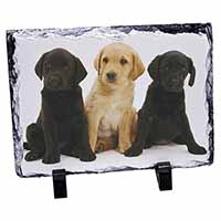 Labrador Puppies, Stunning Photo Slate