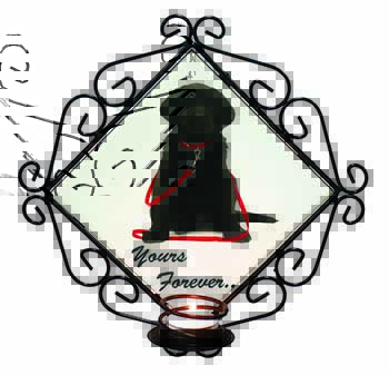 Goldador Dog 