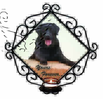 Black Labrador 