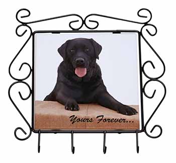 Black Labrador 