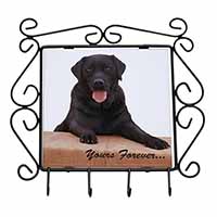 Black Labrador 