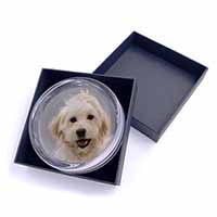 Labradoodle Dog Glass Paperweight in Gift Box