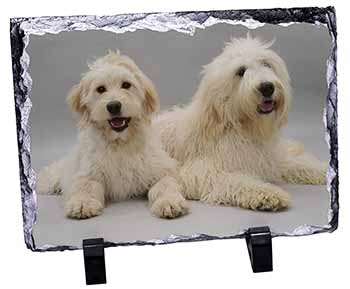 Labradoodle Dog, Stunning Photo Slate