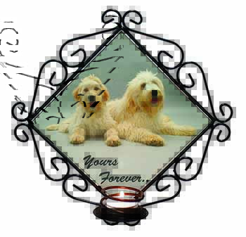 Labradoodle Dogs 