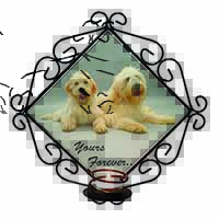 Labradoodle Dogs 