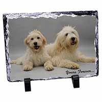 Labradoodle Dogs 