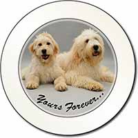 Labradoodle Dogs 