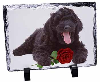 Labradoodle Dog with Red Rose, Stunning Photo Slate