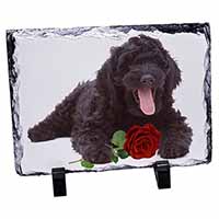 Labradoodle Dog with Red Rose, Stunning Photo Slate