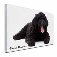 Black Labradoodle 