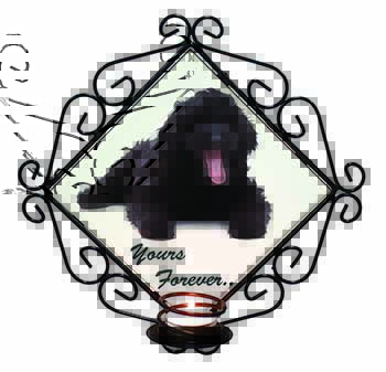 Black Labradoodle 
