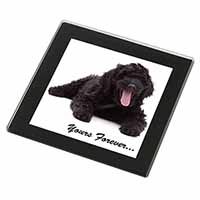 Black Labradoodle 