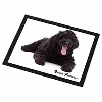 Black Labradoodle 