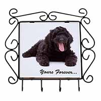 Black Labradoodle 