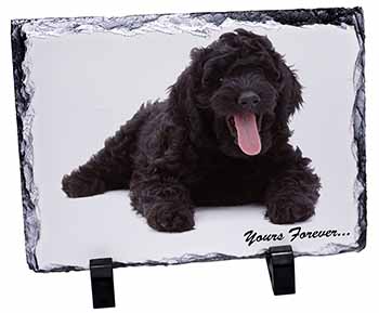 Black Labradoodle 