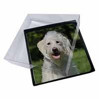 4x White Labradoodle Dog Picture Table Coasters Set in Gift Box