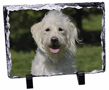 White Labradoodle Dog, Stunning Photo Slate