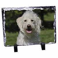 White Labradoodle Dog, Stunning Photo Slate