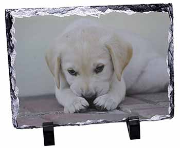 Cream Labrador Puppy, Stunning Photo Slate