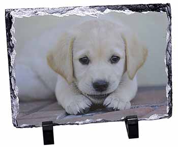 Labrador Puppy, Stunning Animal Photo Slate
