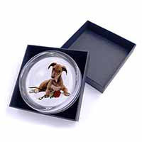 Lurcher Dog with Red Rose Glass Paperweight in Gift Box