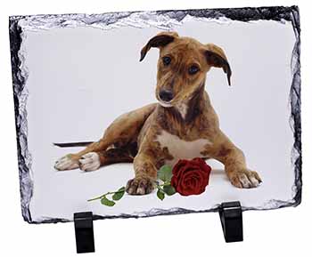 Lurcher Dog with Red Rose, Stunning Photo Slate