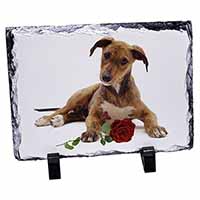 Lurcher Dog with Red Rose, Stunning Photo Slate