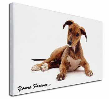 Lurcher Dog 