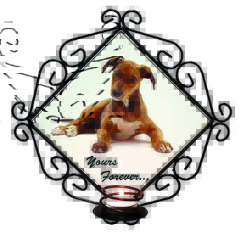 Lurcher Dog 