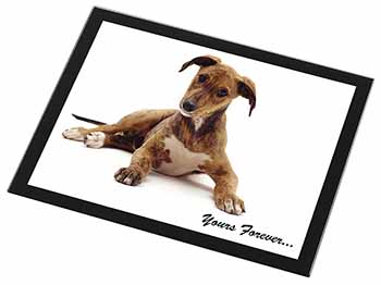 Lurcher Dog 