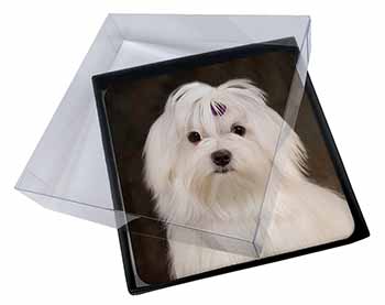 4x Maltese Dog Picture Table Coasters Set in Gift Box