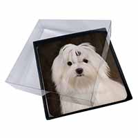 4x Maltese Dog Picture Table Coasters Set in Gift Box