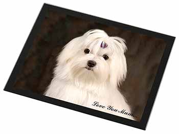 Maltese Dog 