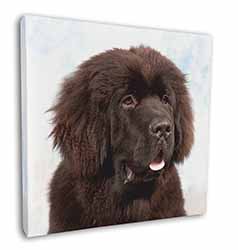 Newfoundland Dog Square Canvas 12"x12" Wall Art Picture Print