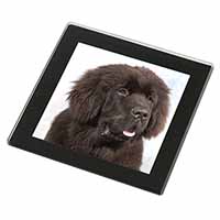 Newfoundland Dog Black Rim High Quality Glass Coaster