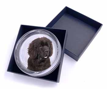 Newfoundland Dog Glass Paperweight in Gift Box