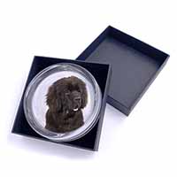 Newfoundland Dog Glass Paperweight in Gift Box