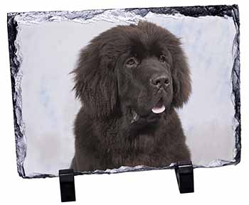 Newfoundland Dog, Stunning Photo Slate