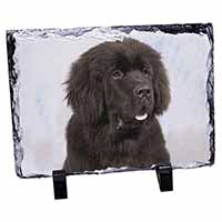 Newfoundland Dog, Stunning Photo Slate