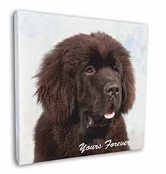 Newfoundland Dog 