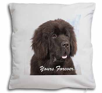 Newfoundland Dog 