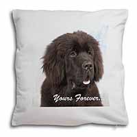 Newfoundland Dog 