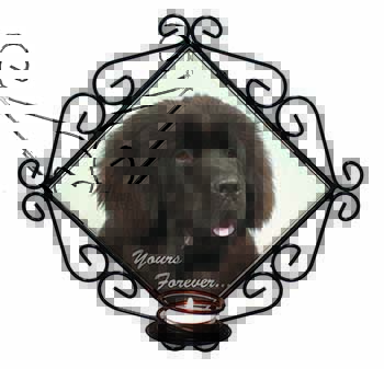 Newfoundland Dog 
