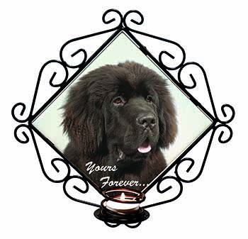 Newfoundland Dog 