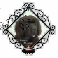 Newfoundland Dog 